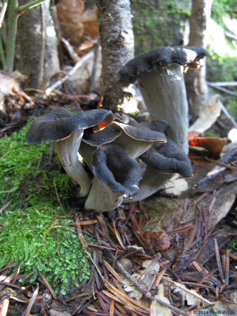 Black Trumpet Mushrooms